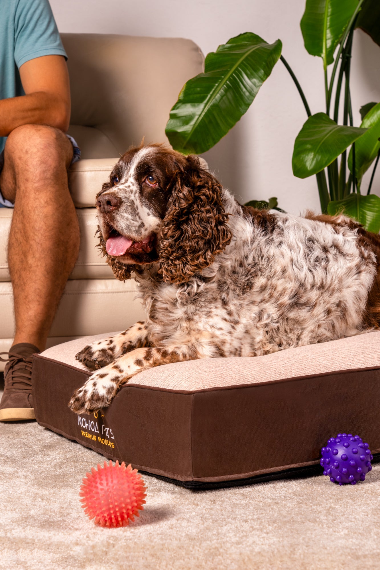 Cama ortopédica Nohoa Terra Collection